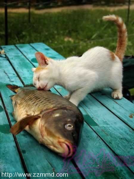 猫吃鱼